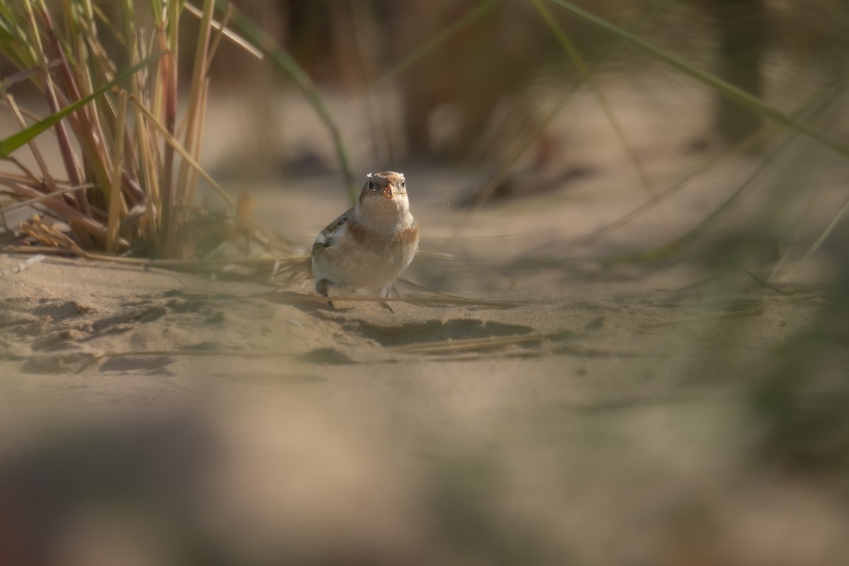 Snow Bunting - ML643081968