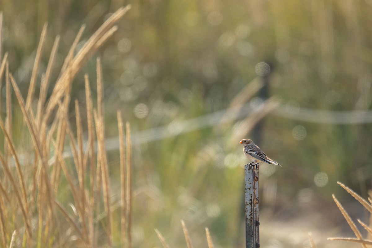Snow Bunting - ML643081969