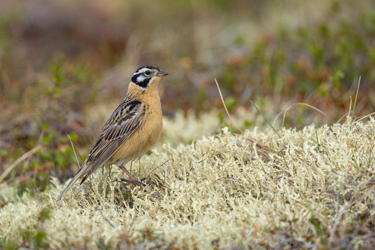 Smith's Longspur - ML643081977