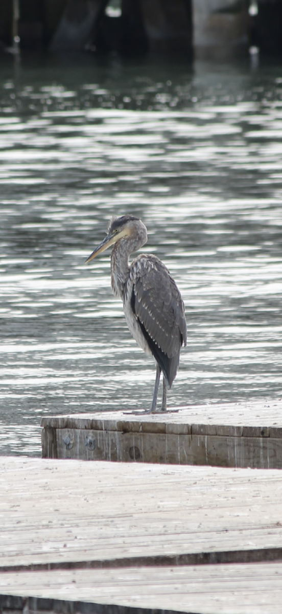 Koartza hauskara amerikarra - ML643081979