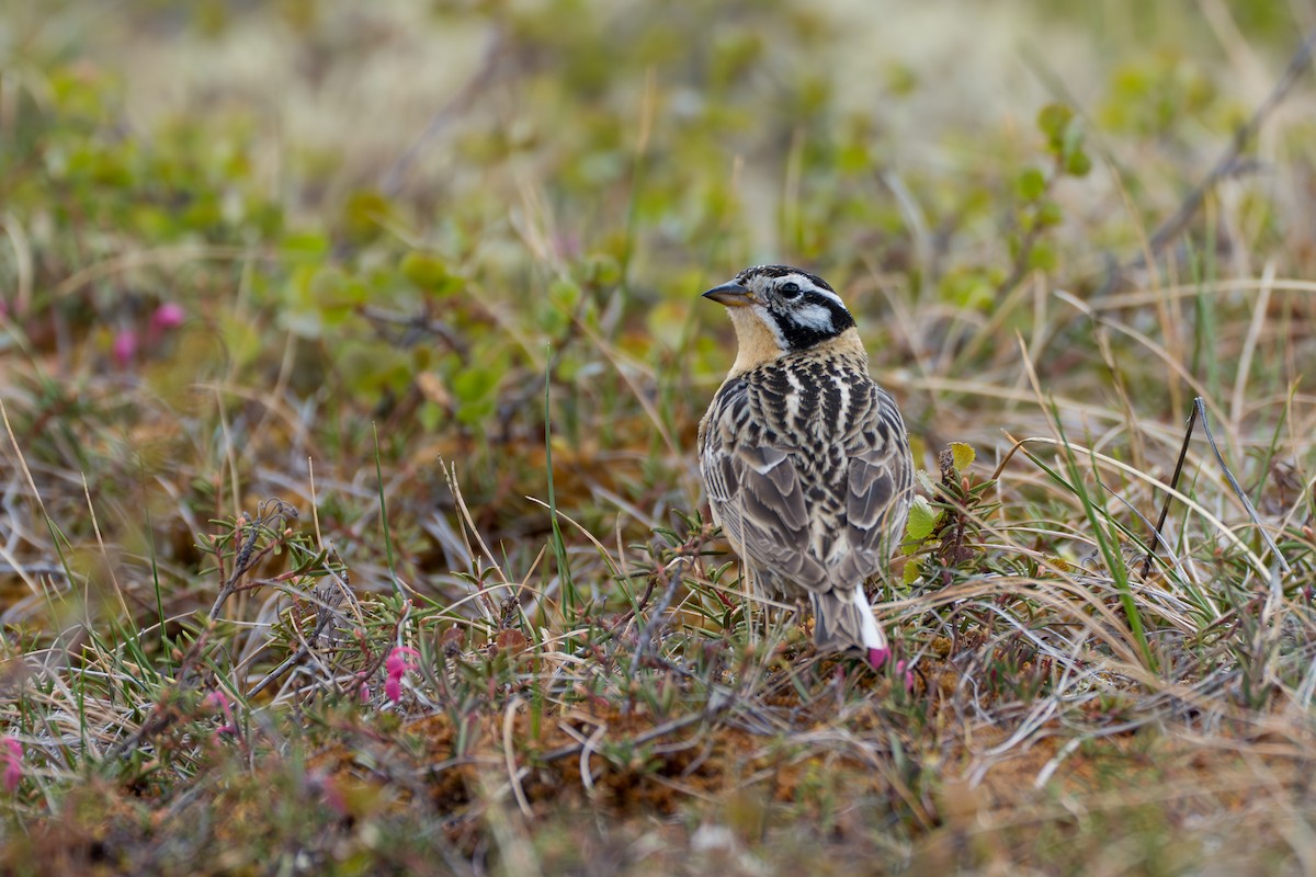 Smith's Longspur - ML643081986