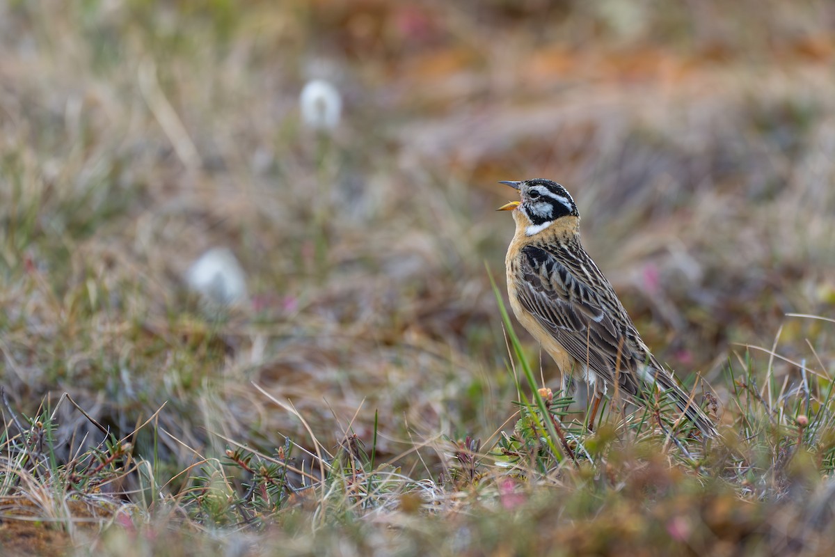 Smith's Longspur - ML643081987