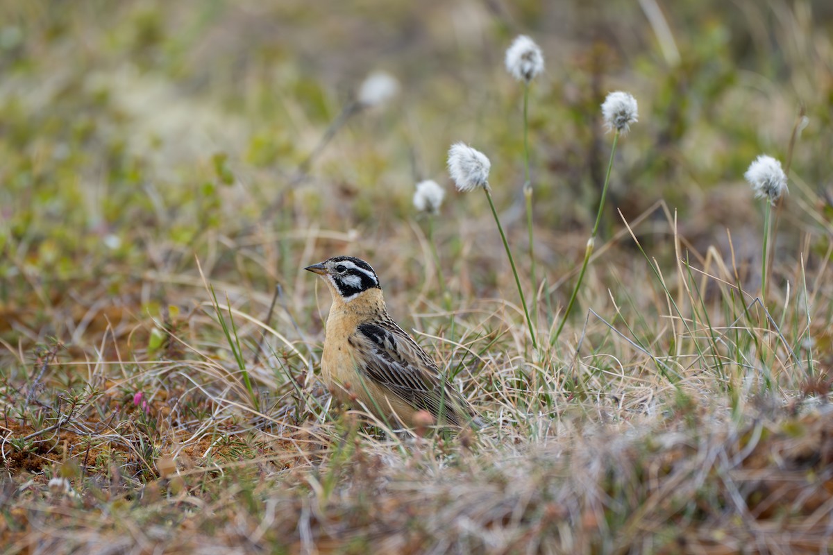 Smith's Longspur - ML643081988