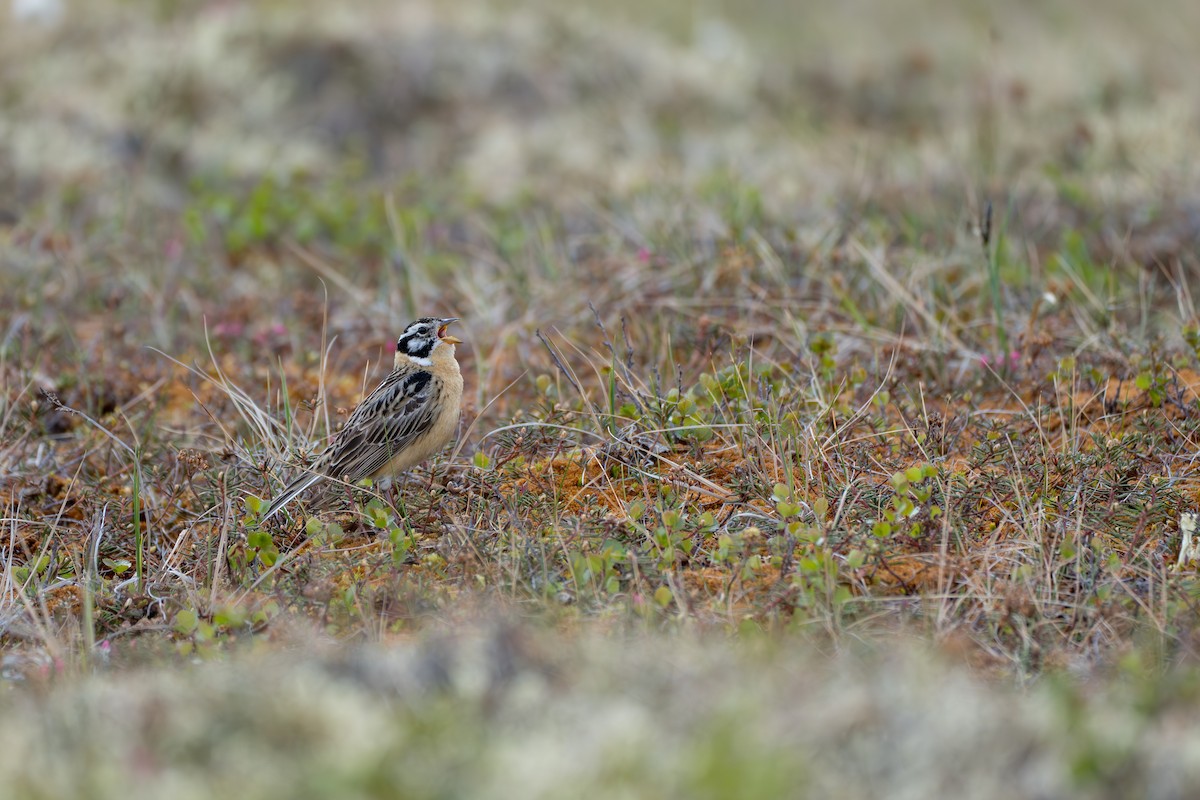 Smith's Longspur - ML643081989
