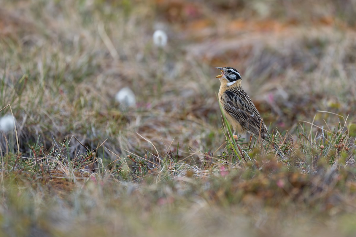 Smith's Longspur - ML643081990