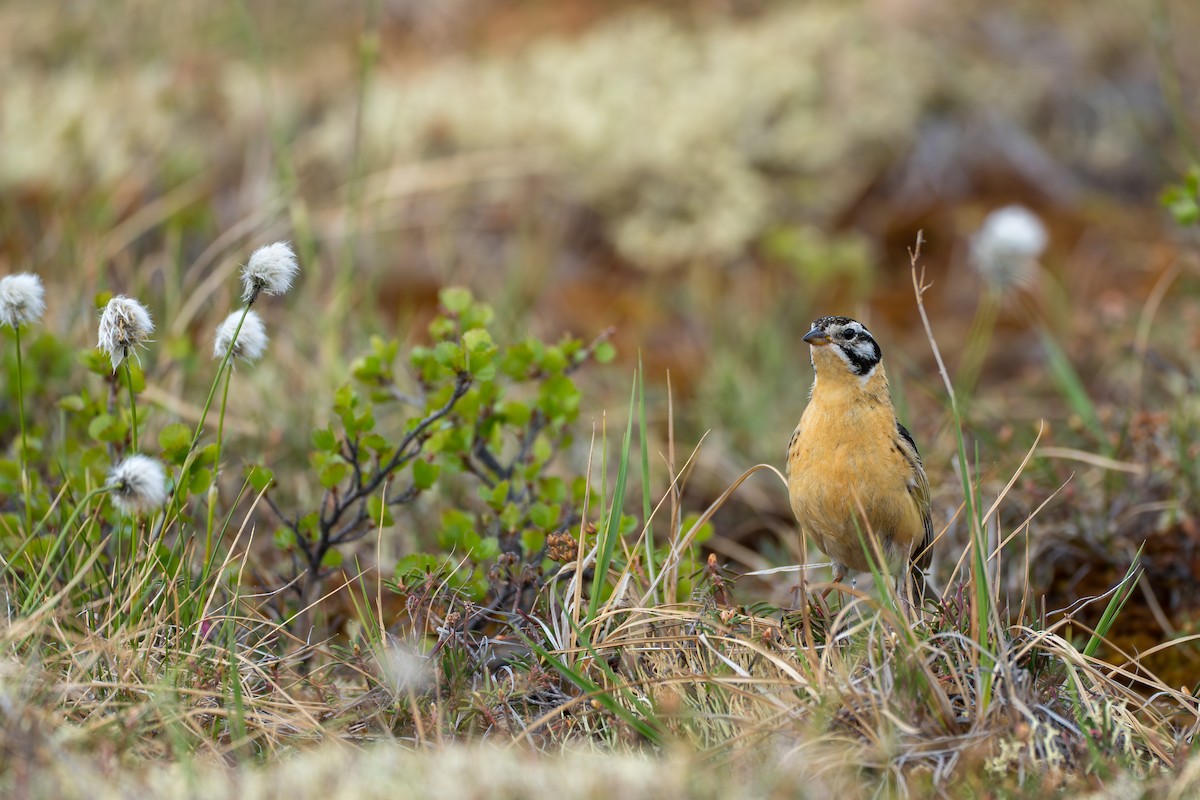 Smith's Longspur - ML643081993