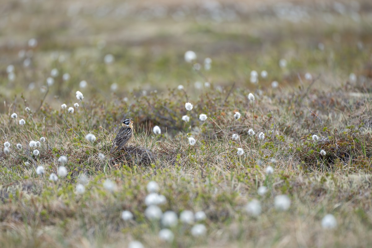Smith's Longspur - ML643081998