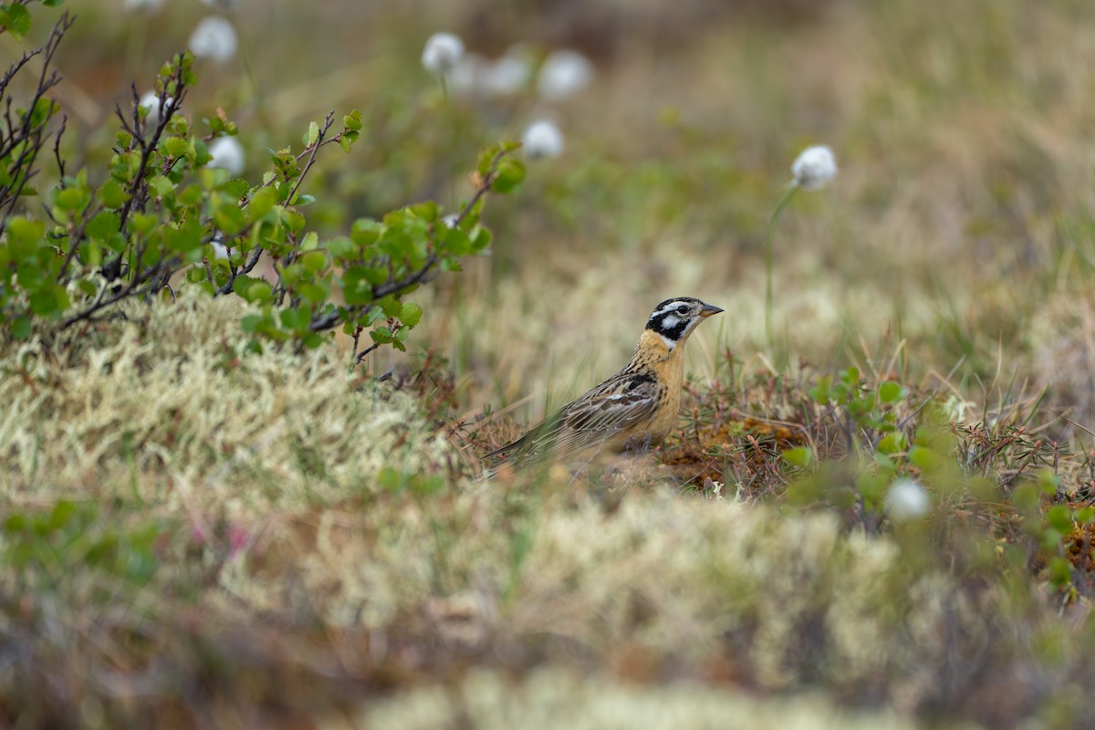 Smith's Longspur - ML643081999