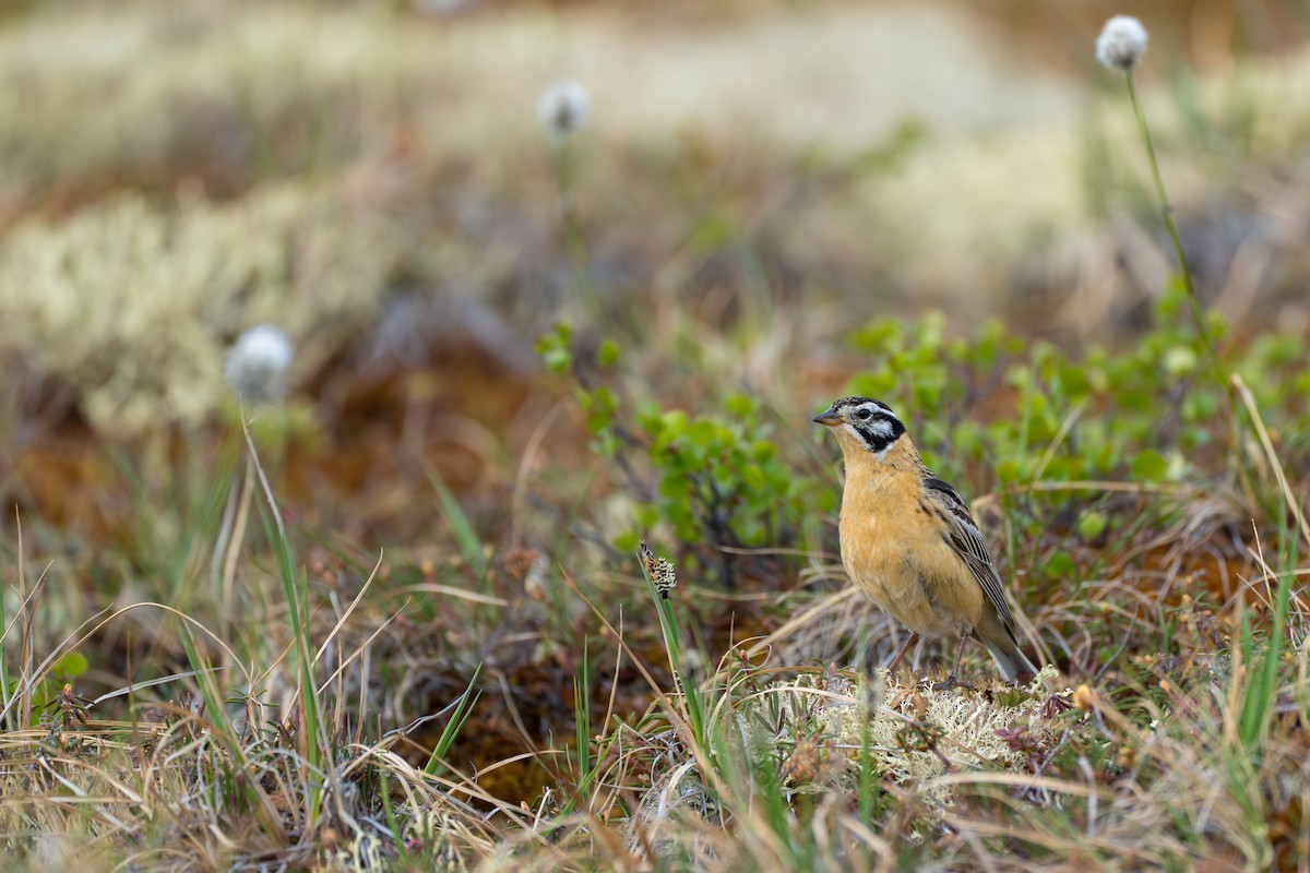 Smith's Longspur - ML643082000