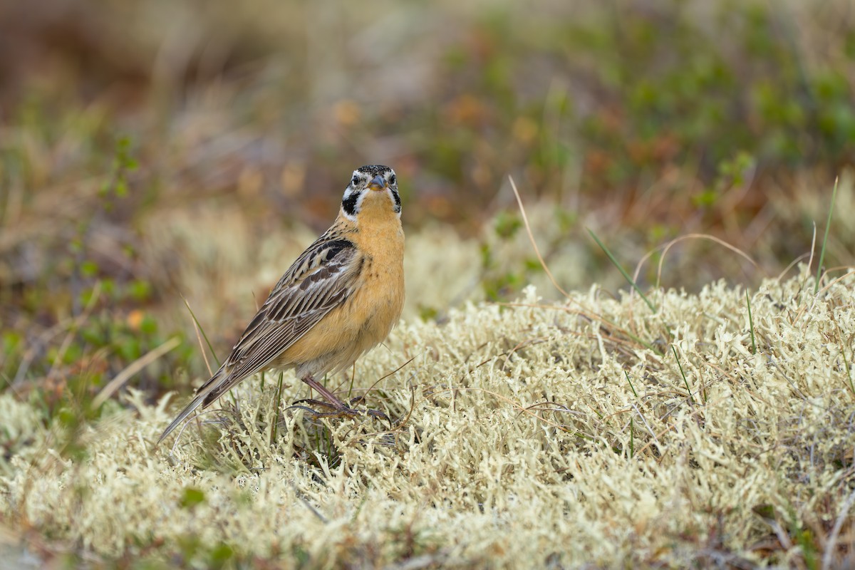Smith's Longspur - ML643082002