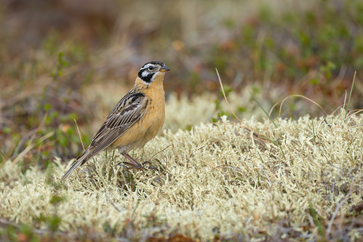 Smith's Longspur - ML643082003