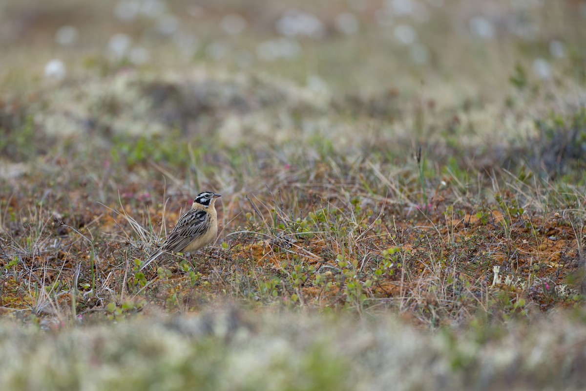 Smith's Longspur - ML643082004