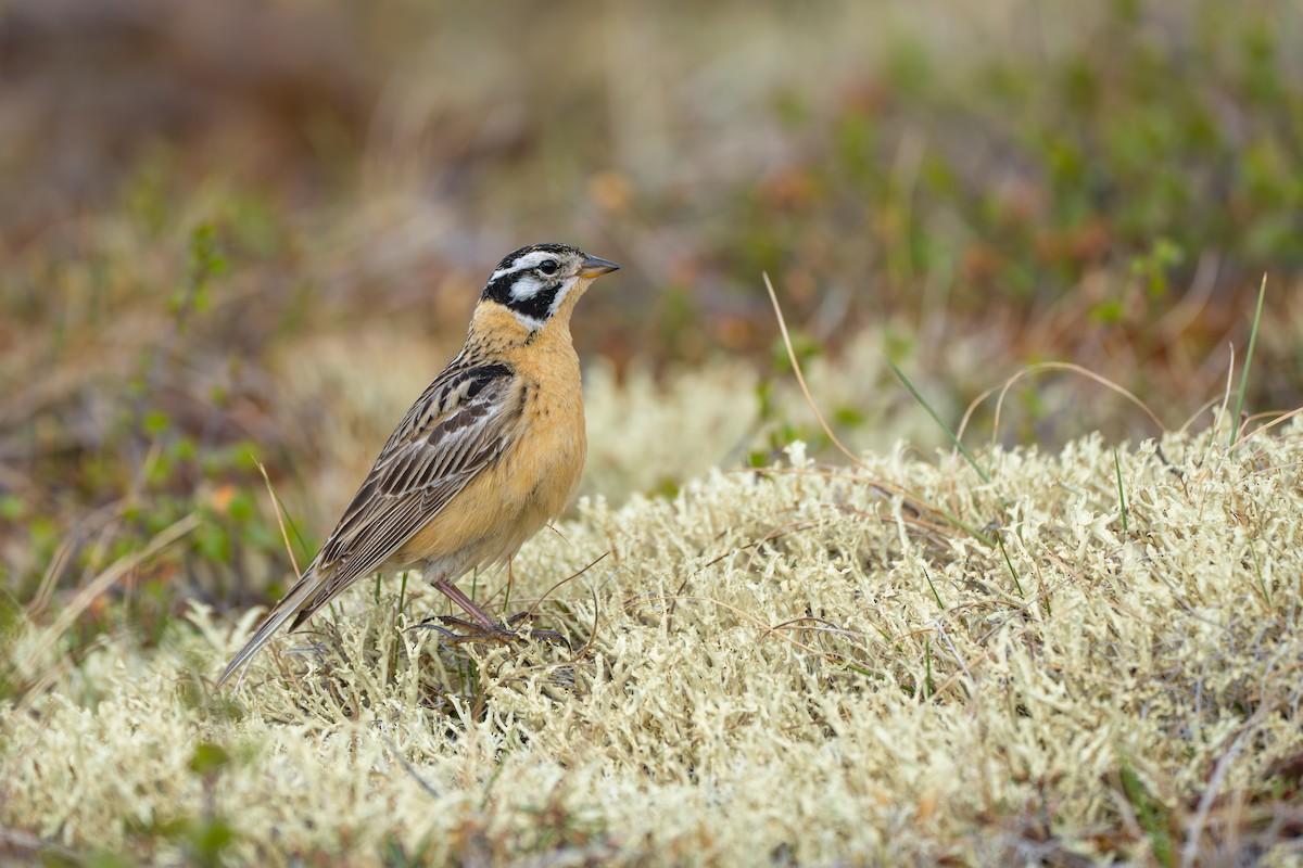 Smith's Longspur - ML643082005
