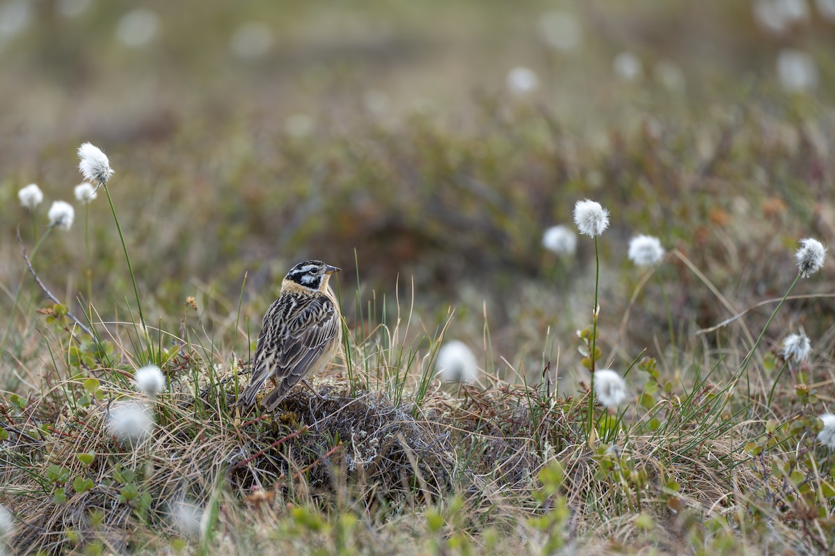 Smith's Longspur - ML643082006