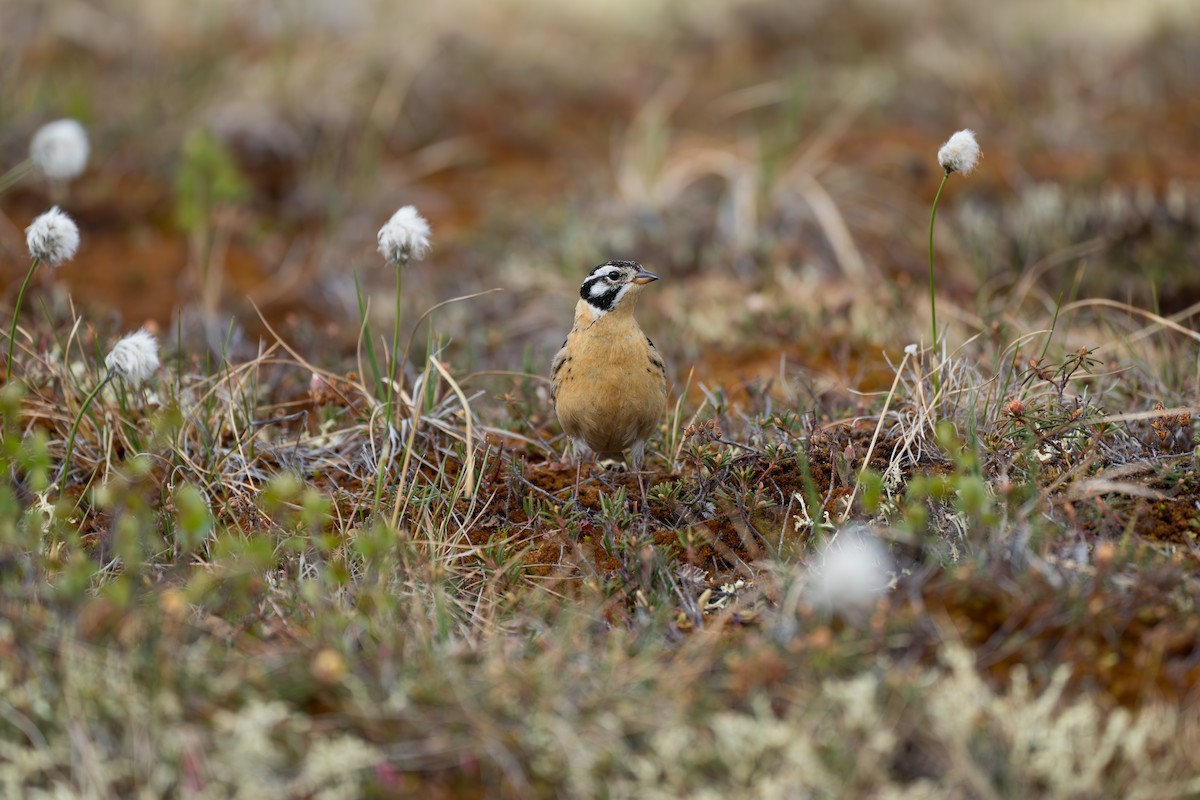 Smith's Longspur - ML643082008