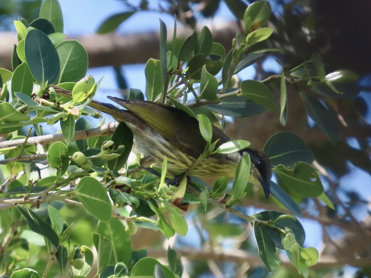 Varied Honeyeater - ML643082009