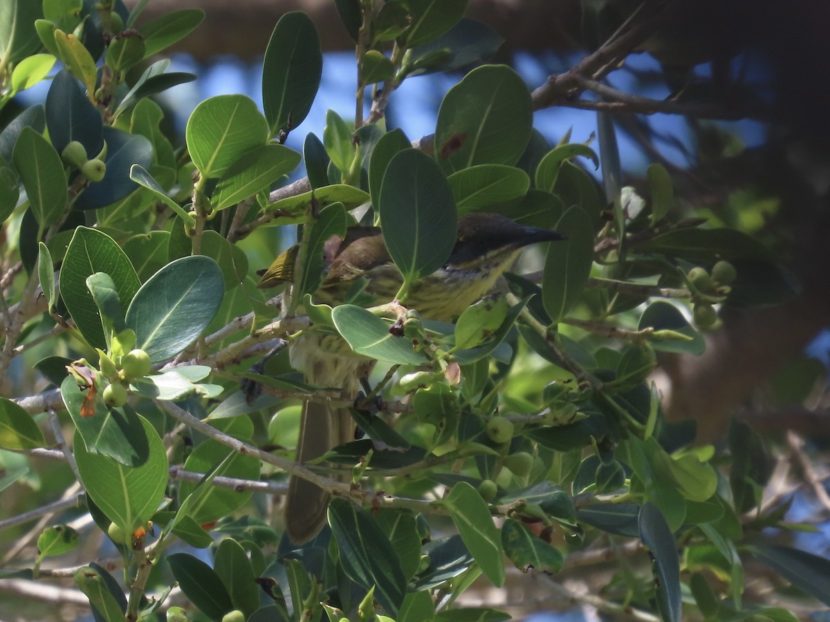 Varied Honeyeater - ML643082010