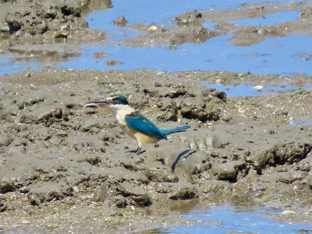Sacred Kingfisher - ML643082015