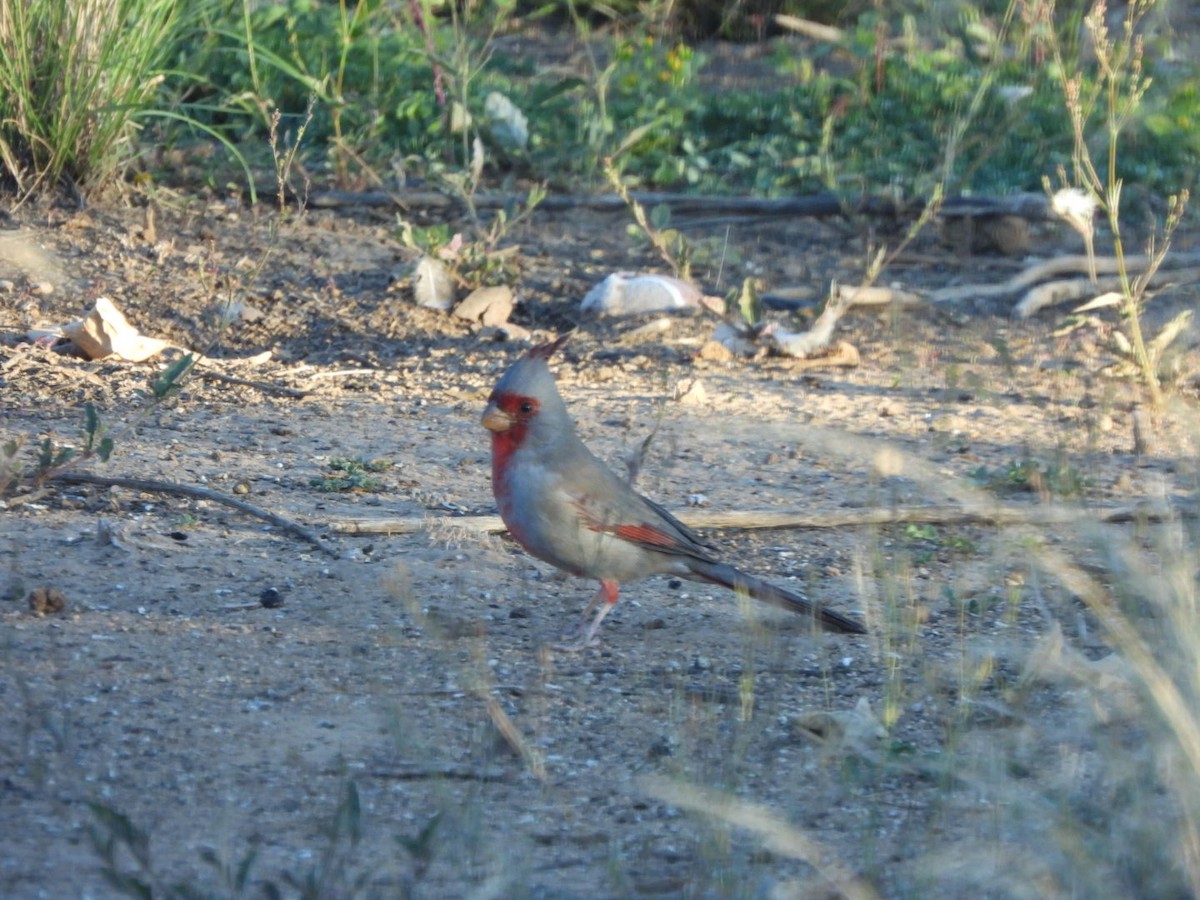 Pyrrhuloxia - ML643082025