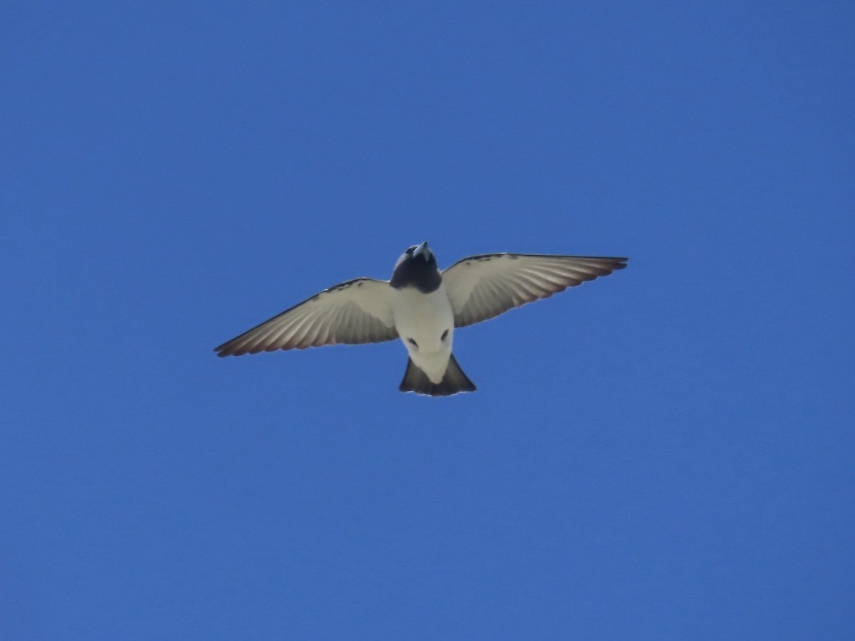 White-breasted Woodswallow - ML643082033