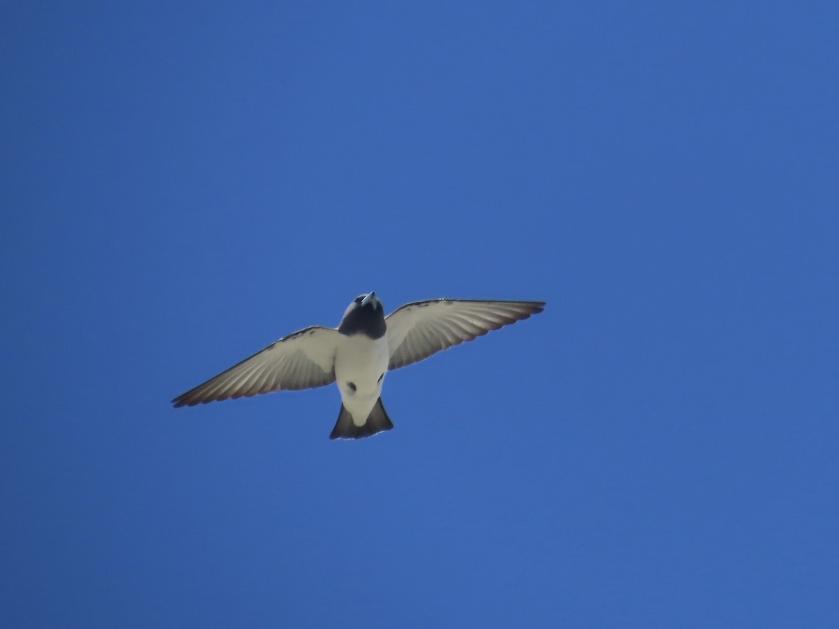 White-breasted Woodswallow - ML643082034