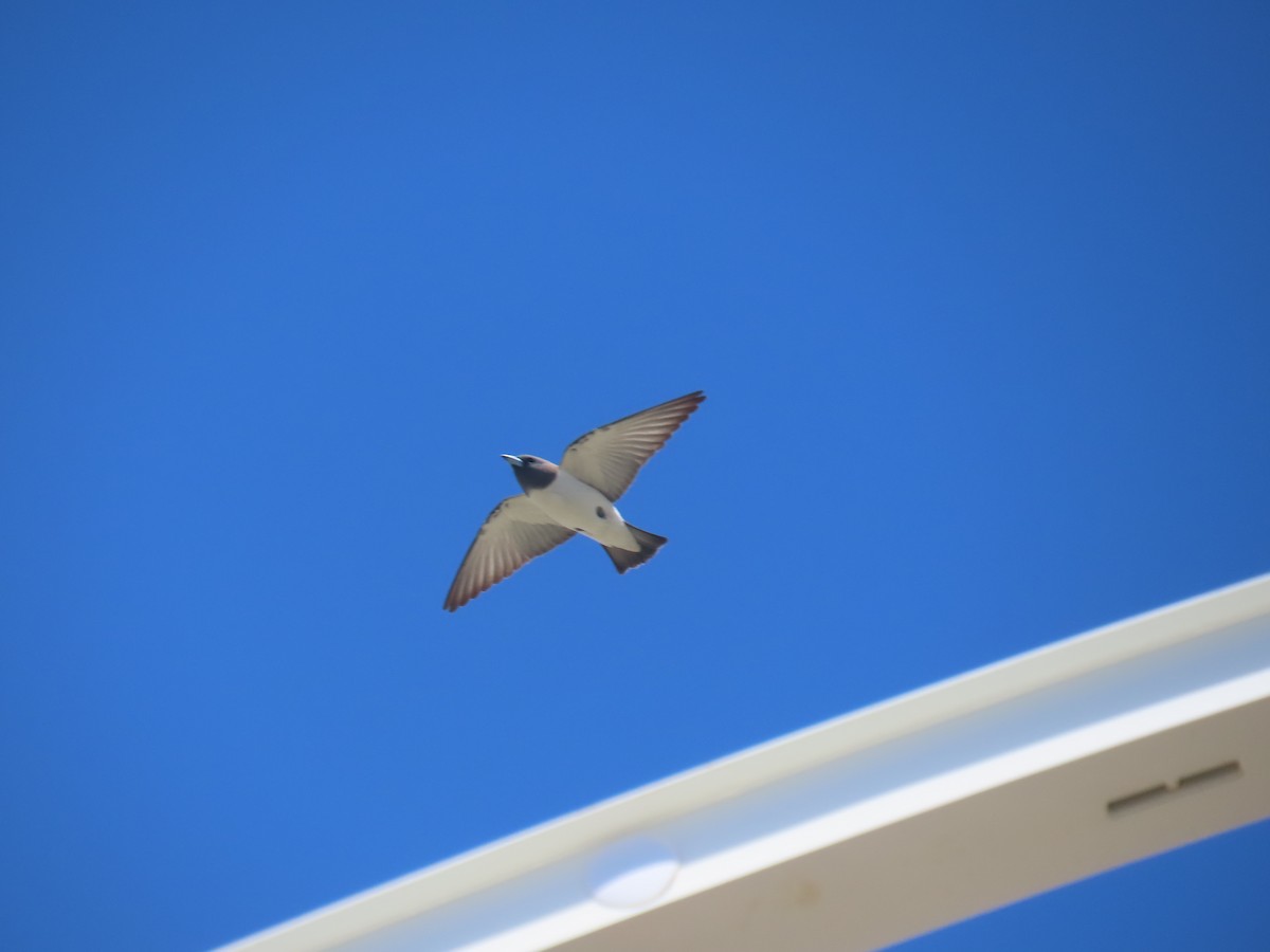 White-breasted Woodswallow - ML643082036