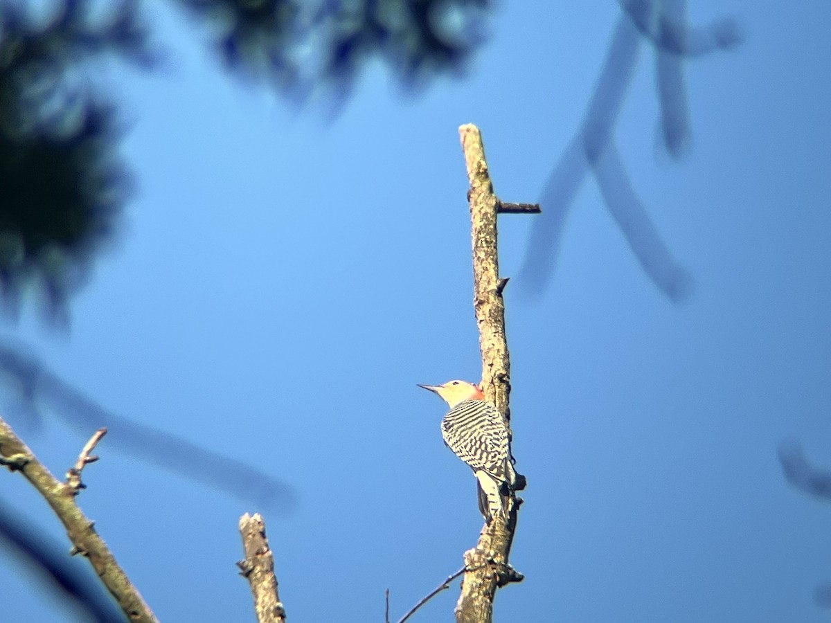 Red-bellied Woodpecker - ML643082043