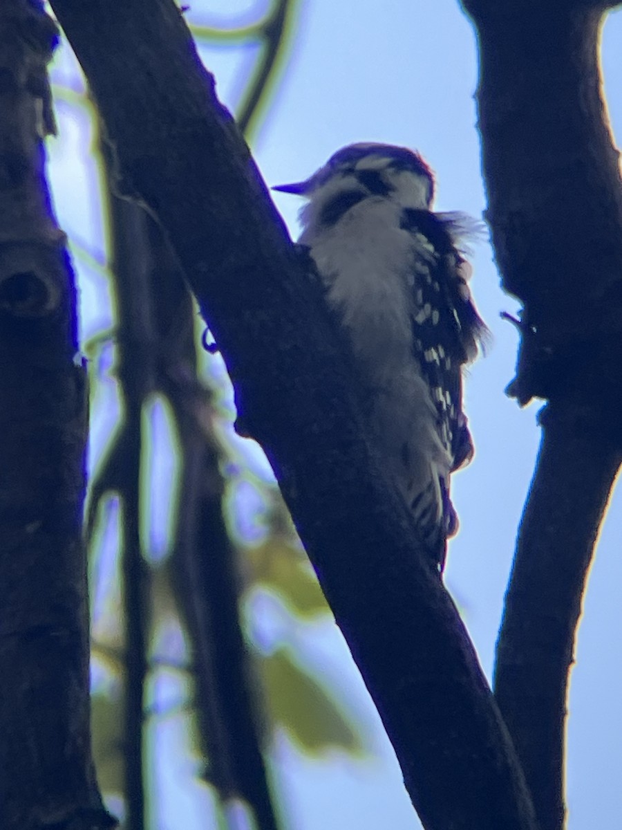 Downy Woodpecker - ML643082048