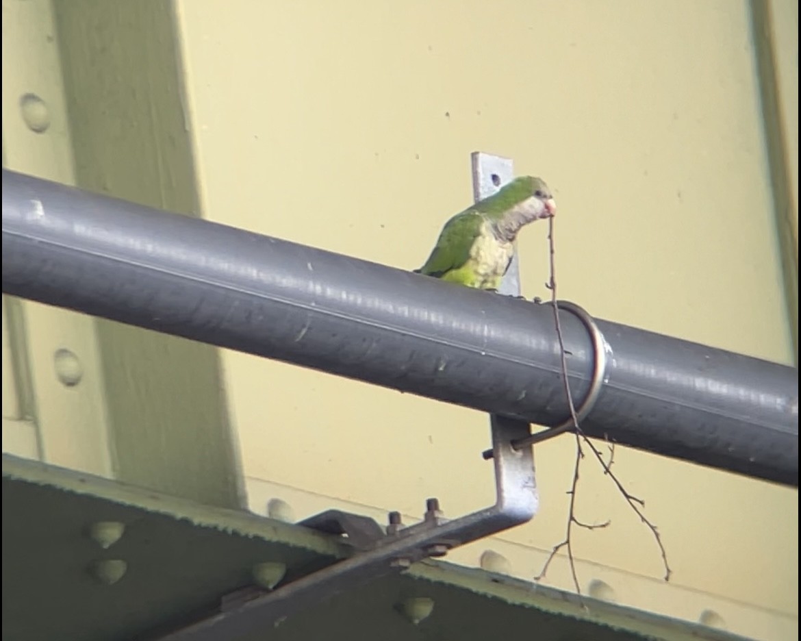 Monk Parakeet - ML643082051