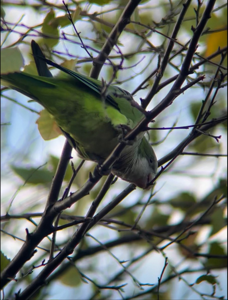 Monk Parakeet - ML643082052