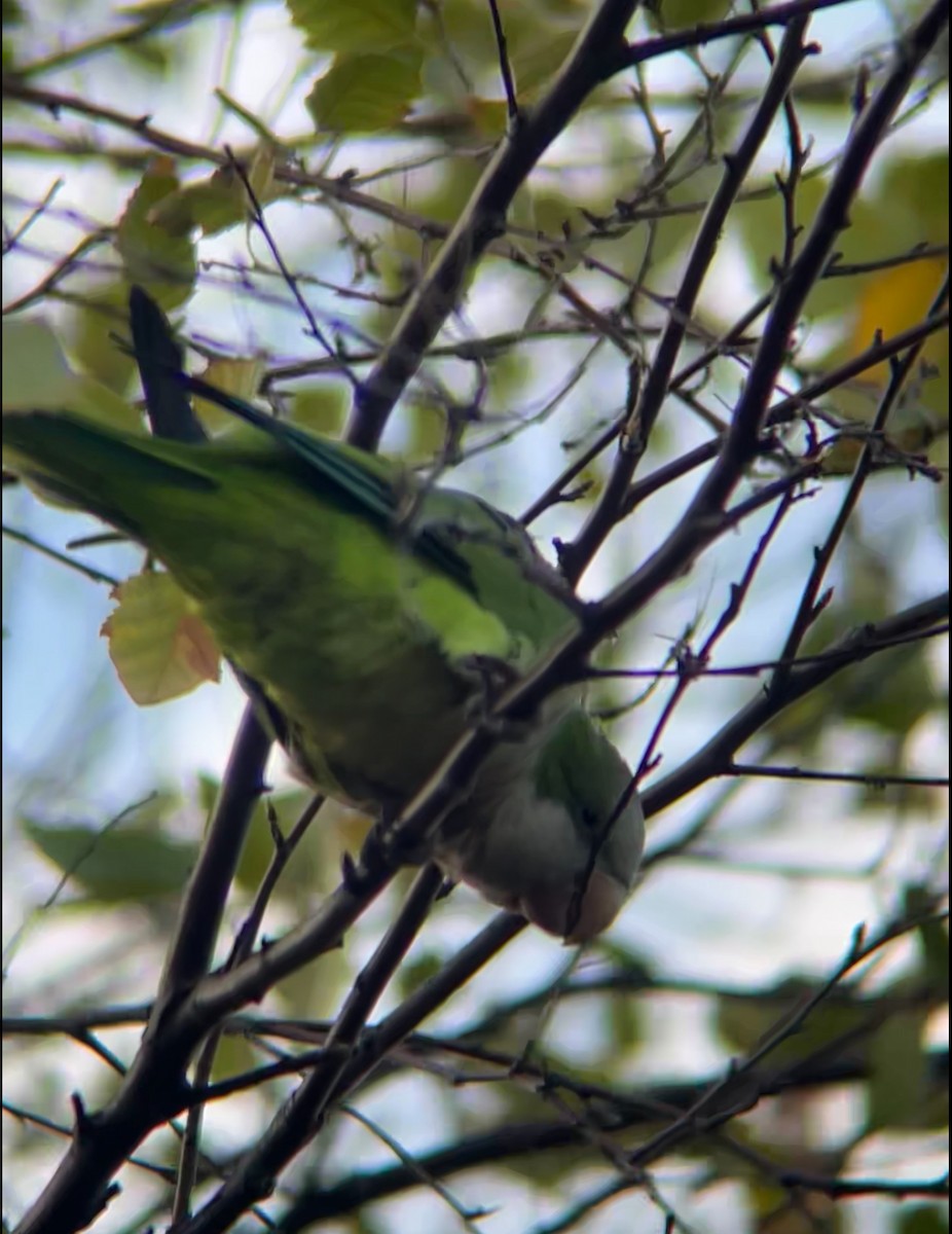 Monk Parakeet - ML643082053