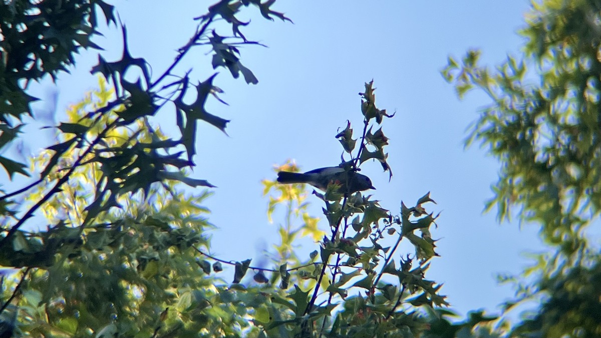Tufted Titmouse - ML643082055