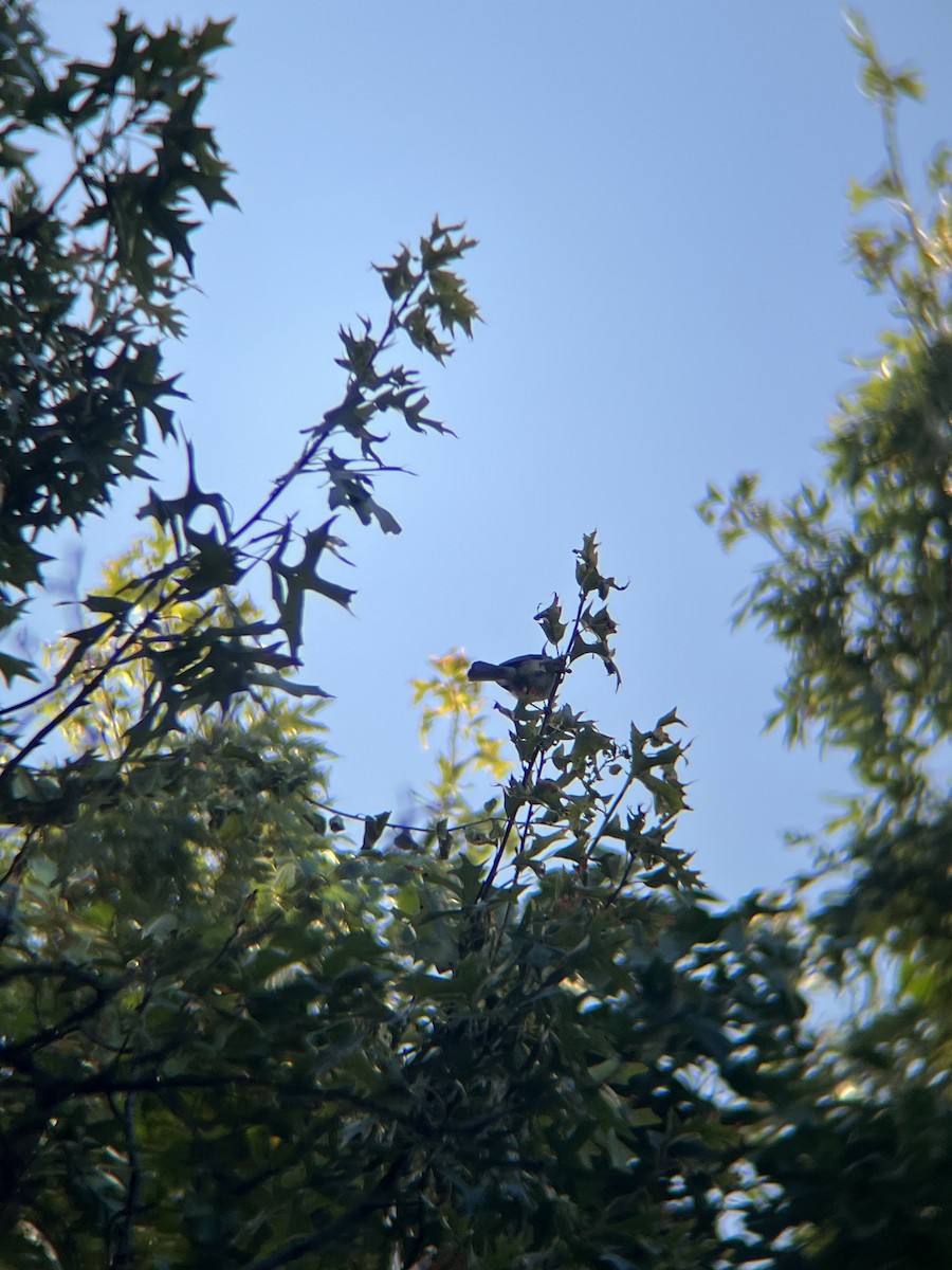 Tufted Titmouse - ML643082056