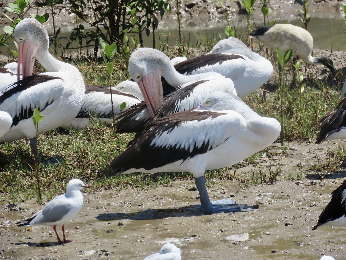 Australian Pelican - ML643082059