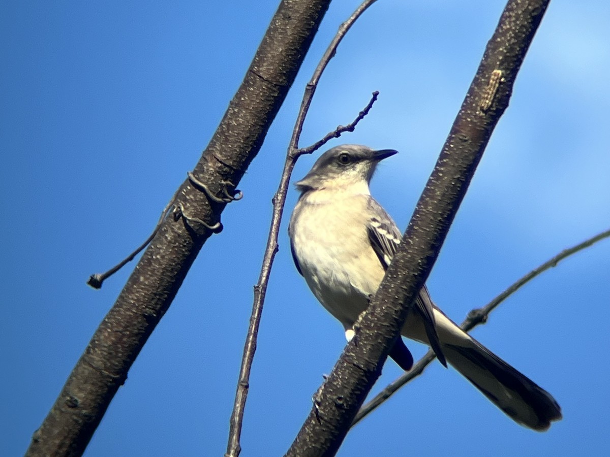 Northern Mockingbird - ML643082061