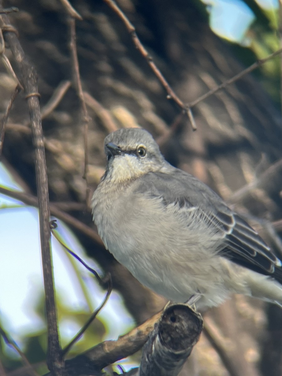 Northern Mockingbird - ML643082062