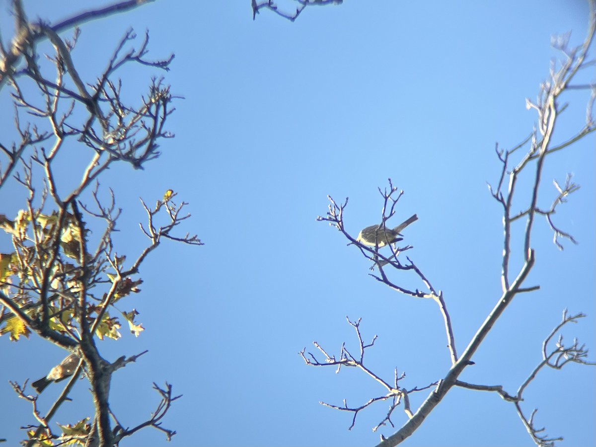 House Finch - ML643082086