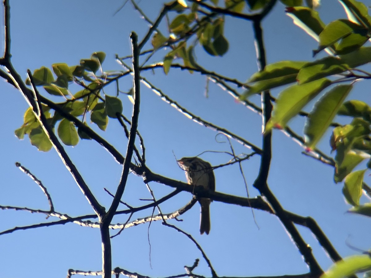 Song Sparrow - ML643082101