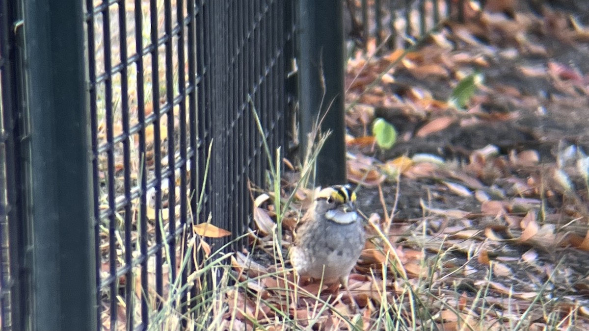 White-throated Sparrow - ML643082102