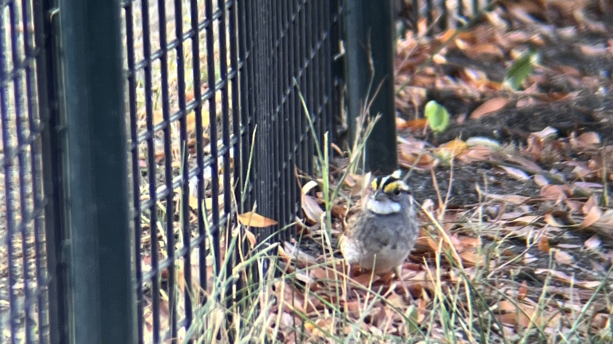 White-throated Sparrow - ML643082104