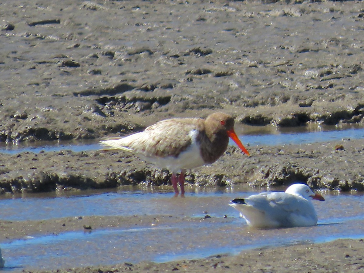 Pied Oystercatcher - ML643082107