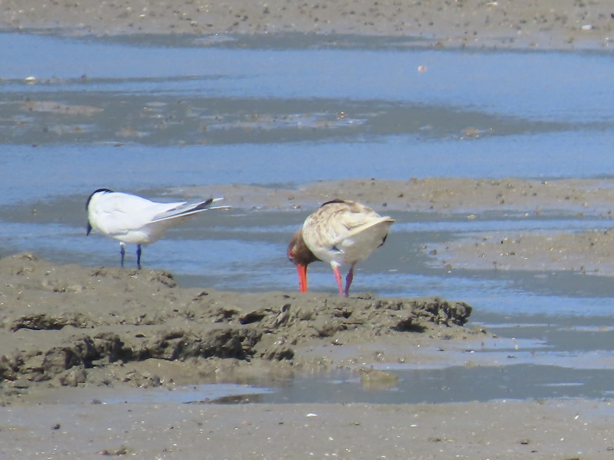 Pied Oystercatcher - ML643082108