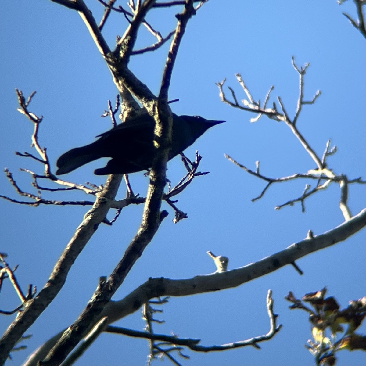 Common Grackle - ML643082110