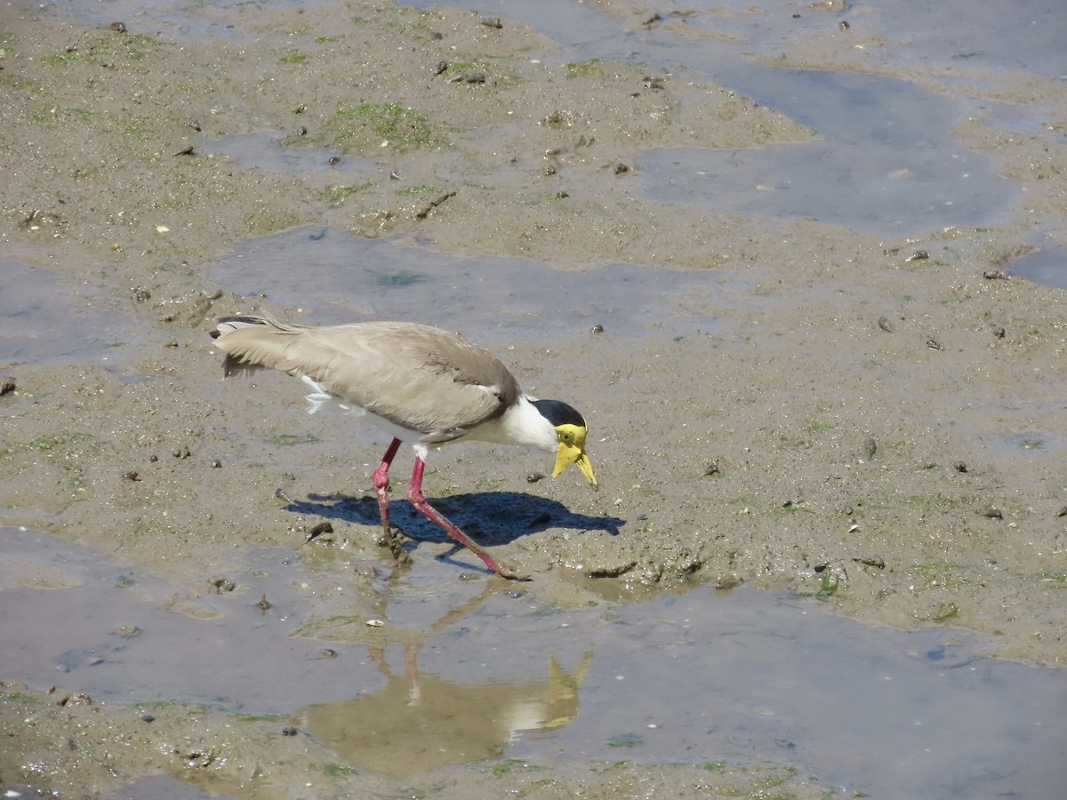 Masked Lapwing - ML643082116
