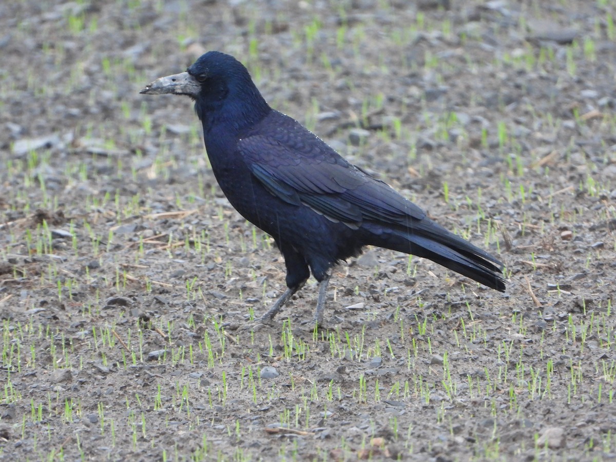 Rook - ML643082122