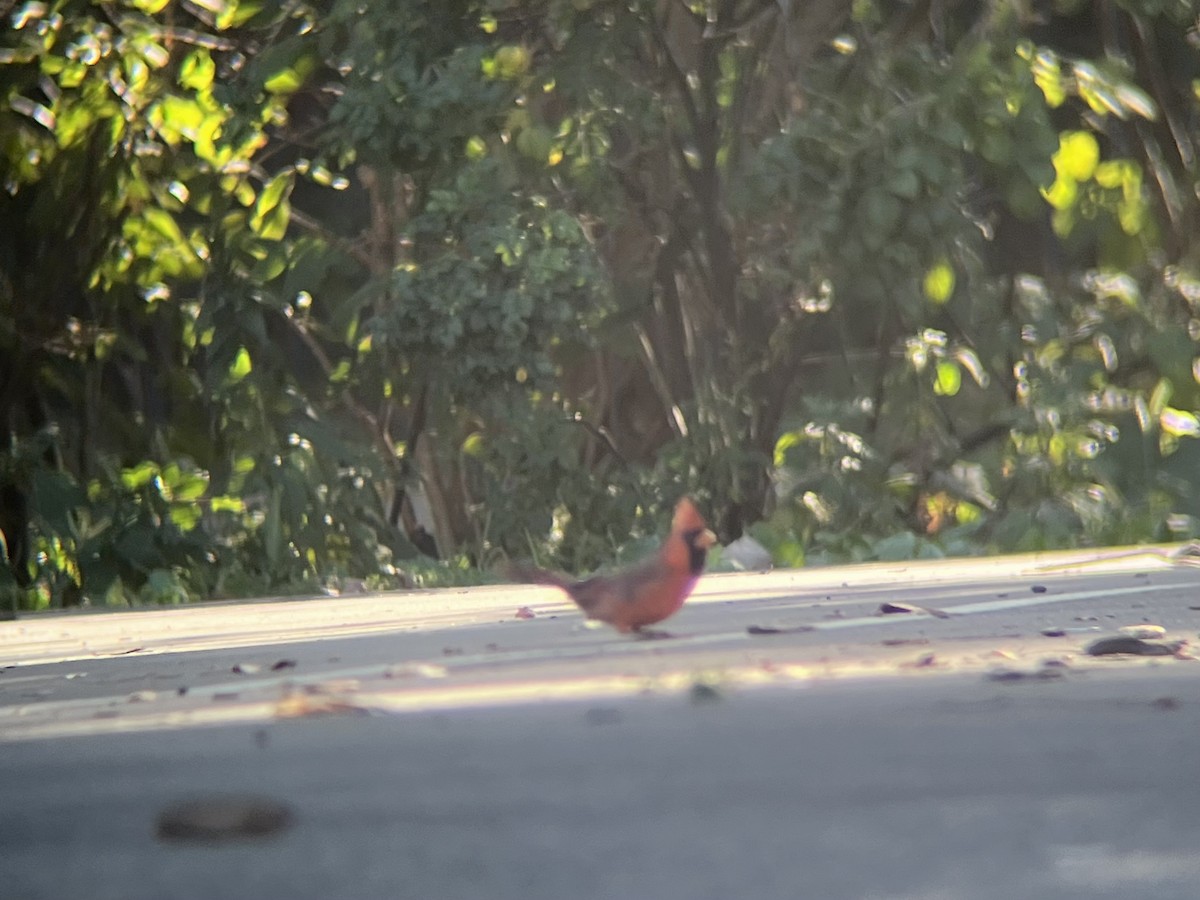 Northern Cardinal - ML643082129
