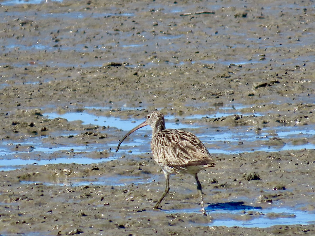 Far Eastern Curlew - ML643082131
