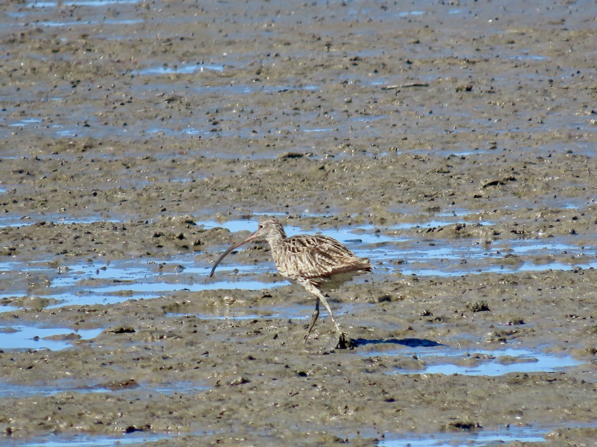 Far Eastern Curlew - ML643082132