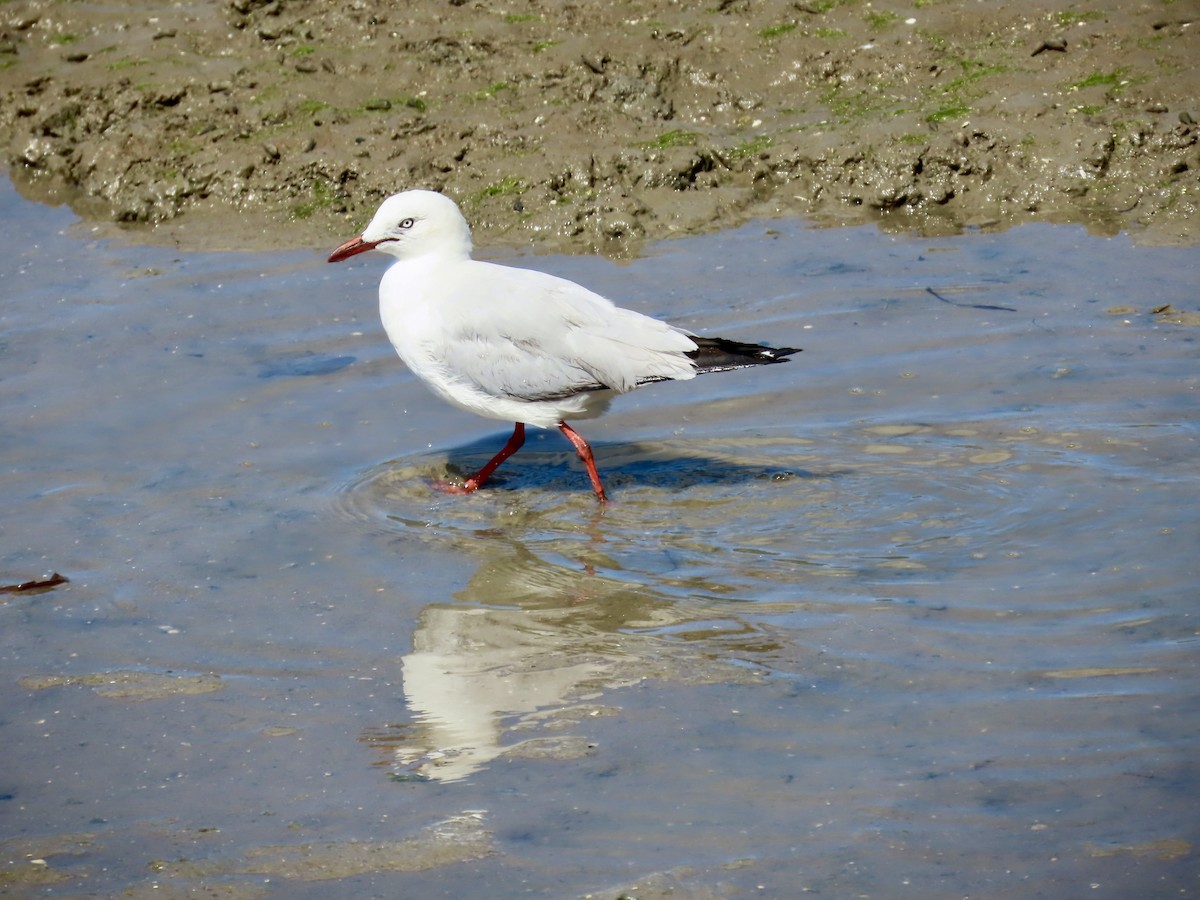 Silver Gull - ML643082145
