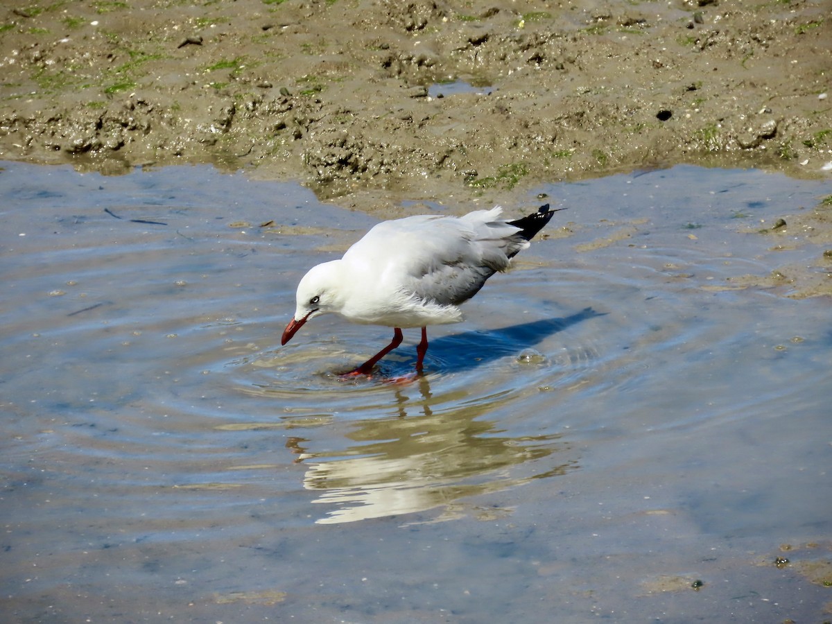 Silver Gull - ML643082146